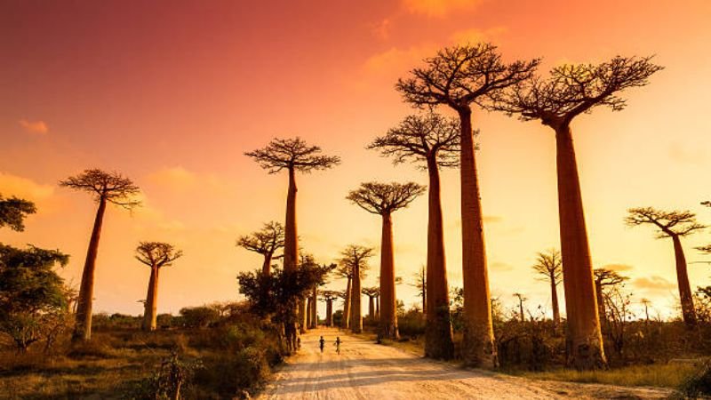 Madagascar 